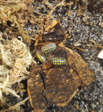 A. Gestroi Isopods Reptanicals