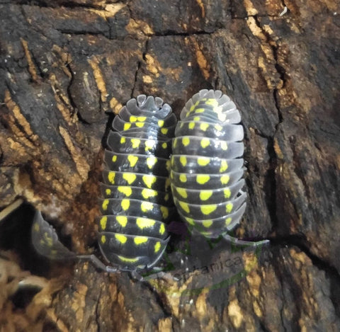 Armadillium gestroi isopod for sale Spotted yellow on GGandJ.com