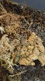 A Gestroi Isopod Reptanicals