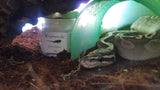 Ball python anti-mite