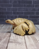 Side view of indonesian wood turtle on wood grain background