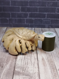Wood Turtle with thread spool size reference