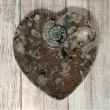 Orthoceras and Ammonite Fossil Heart Plates