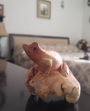 Home Decor Indonesian Wood Art Naturally Unique Hand carved frog in Bed Room on GGandJ.com siamese cat