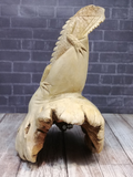 Natural Wood Reptile Hide Unique Tank Decor Premium Gecko Hut Gypsy Gems & Jewelry Naturally Unique