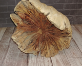 Natural Wood Gecko Cove Hide Box
