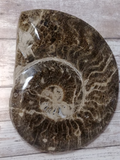 Ammonite Fossil for Sale on GGandJ.com Nautilus Fossil Gift 20 Million years old west africa gypsy gems & Jewelry Naturally Unique