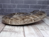 Side view of 6" ammonite fossil