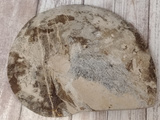 backside of ammonite fossil