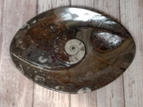 Ammonite fossil spiral plate on ggandj.com gypsy gems & jewelry