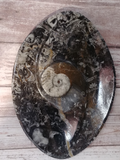 Ammonite fossil spiral plate on ggandj.com gypsy gems & jewelry