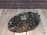 Spiral Fossil Plate on GGandJ.com Gypsy Gems & Jewelry Naturally Unique