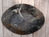 Backside of fossil plate