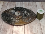 Spiral fossil plate with size reference