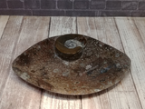 Oblong unusual fossil plate ammonite orthoceras gift idea GGandJ.com