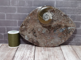Oblong fossil plate with thread spool size reference A