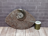 Oblong fossil plate with thread spool size reference B