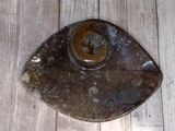 Fossil Orthoceras and Ammonite Oblong Plates