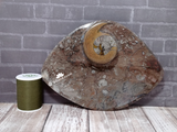 Oblong fossil plate with thread spool size reference C