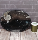 Ammonite oval plate large A with thread spool size reference