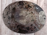 backside of oval fossil plate