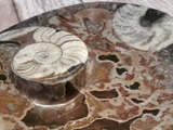 Ammonite Fossil plate close up gypsy Gems & Jewelry Naturally Unique
