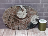 Fossil Orthoceras and Ammonite Oval Plates - Large