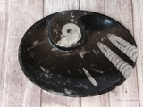 Fossil Orthoceras and Ammonite Oval Plates - Large