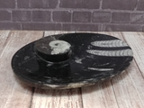 Side view of ammonite oval plate on wood grain background