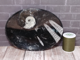 Large Oval Fossil Plate E Ammonite Orthoceras