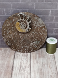 Ammonite large fossil circle plate A on ggandj.com gypsy gems & jewelry with thread spool size reference