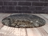 Ammonite and Orthoceras Fossil Feeder Dish - Round