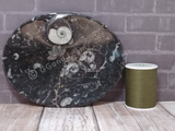 Small Oval Ammonite fossil plate B on ggandj.com gypsy gems & jewelry