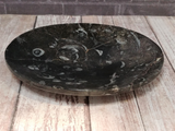 fossil oval plate from Morocco ammonite