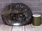 Plate A Ammonite Orthoceras fossil feeder plate, soap dish Gypsy Gems & Jewelry GGandJ.com