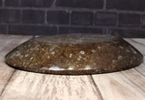 Side view of ammonite oval plate on wood grain background