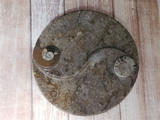 Ammonite fossil ying yang plate on ggandj.com gypsy gems & jewelry