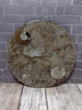 Ammonite fossil ying yang plate on ggandj.com gypsy gems & jewelry