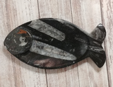 Fossil Feeder Fish Shaped plate from Morocco Plate B Gypsy Gems & Jewelry Naturally Unique