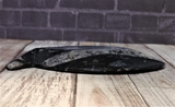Side view of ammonite fish plate on wood grain background
