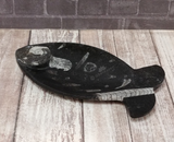 Fossil Feeder Fish Shaped plate from Morocco Plate C Gypsy Gems & Jewelry Naturally Unique