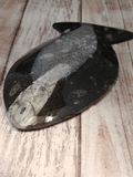 Backside of fossil fish plate