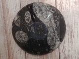 bottom of fossil feeder bowl