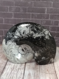Ammonite polished fossil from Morocco