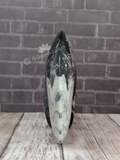 Front view of Ammonite fossil