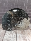 Ammonite gonatite nautilus fossil