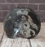 Ammonite gonatite nautilus fossil