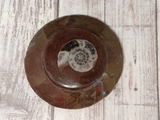 Ammonite Fossil polished gypsy Gems & Jewelry Naturally Unique