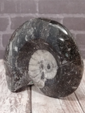 Fossil Reptile Supplies basking rock naturally unique