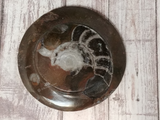Ammonite Fossil polished gypsy Gems & Jewelry Naturally Unique